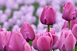в новосибирск доставили более полумиллиона тюльпанов из узбекистана