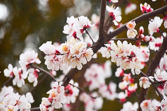 какая погода ожидается в центральной азии в субботу и воскресенье, 21 и 22 марта 2026 года