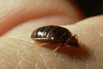 русский след: первые жертвы нашествия клопов появились в казахстане и во франции