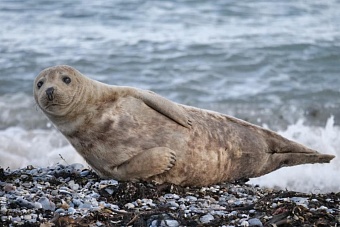 в казахстане в каспийское море были возвращены около тридцати молодых тюленей