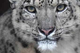 миграцию животных в мире впервые обсудят на конференции в узбекистане