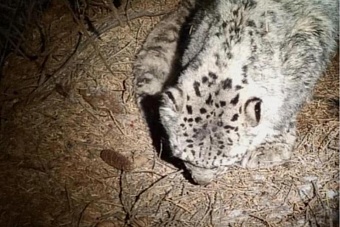 у погибшего снежного барса в желудке нашли полиэтиленовый пакет