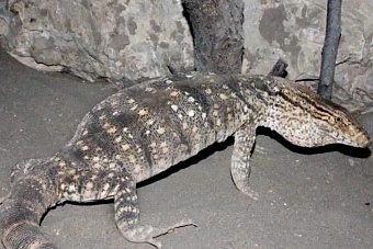 Пожиратель рептилий: в Узбекистане осудили на три года мужчину, съевшего 12 краснокнижных варанов