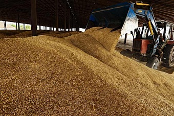 россия запретила экспорт твердой пшеницы и снизила пошлины на мясо кур