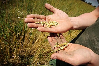 власти казахстана озаботились высокой импортозависимостью по семенам