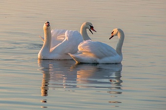 на морском побережье каспия обнаружено 20 погибших лебедей