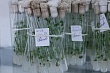 генетический банк семян лесных пород создадут  в казахстане