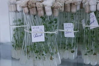 генетический банк семян лесных пород создадут  в казахстане