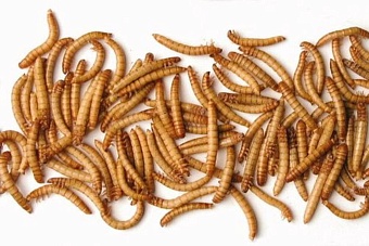 Молдаванам предлагают включить в свой рацион мучных жуков