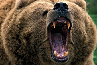 в таджикистане медведь растерзал 47 голов скота