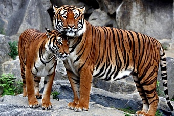 в казахстан привезут тигров для восстановления их популяции