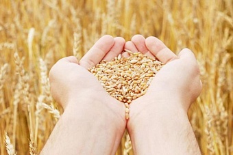 Казахстан приостановил поставки пшеницы в Китай зерновозами из-за падения цен