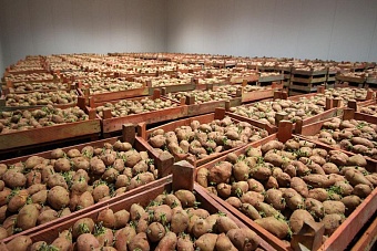 казахстан сможет торговать с еаэс сельхозпродукцией по упрощенной схеме 