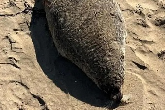 экологическая катастрофа в казахстане: туши тюленей и осетров нашли на побережье каспия