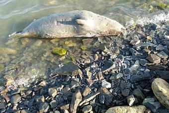 в казахстане на побережье каспийского моря обнаружено 70 туш мертвых тюленей