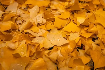 сильные дожди пройдут на западе казахстана, на остальной территории тепло и сухо: погода в среду, 9 октября 2024