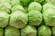 казахстан отказался от закупа узбекской капусты 