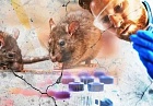 11 случаев заражения, 3 из которых завершились трагически: хроника распространения хантавируса (16 мая)