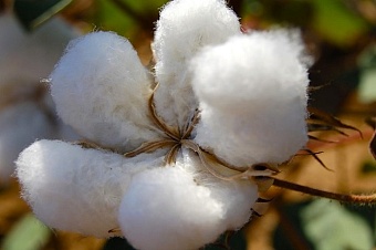 узбекистан делает ставку на «свой» хлопок: страна выведет отечественный сорт и распрощается с импортными семенами