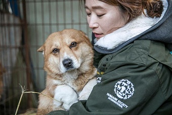 в алматы прошел митинг зоозащитников
