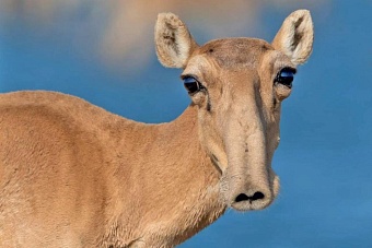 «Убивают беременную сайгу»: В Западном Казахстане степь завалена трупами животных