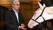 токаев оценил условия содержания племенных лошадей в президентских конюшнях