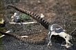в кыргызстане ужесточили наказание за браконьерство до семи лет лишения свободы