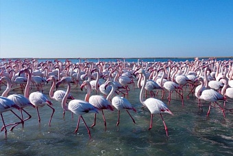 в казахстан вернулись первые фламинго (видео) 