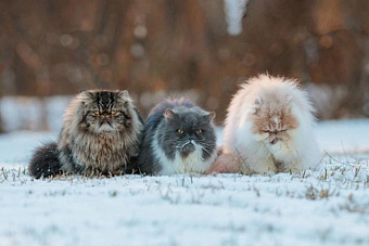 дожди, снег и гололед вновь обрушатся на казахстане: погода в пятницу, 22 ноября 2024