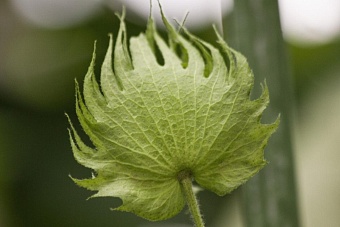 в туркмении начинается посевная кампания хлопчатника