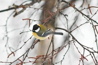 осадки с метелями и порывистыми ветрами придут в казахстан 