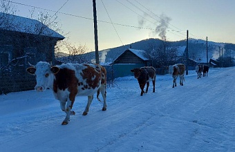 в трех регионах казахстана ветеринары объявили карантин