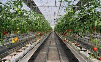 сурхандарья станет центром тепличного хозяйства узбекистана 