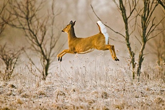 косули стали частыми гостями в петропавловске