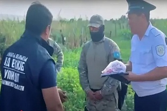 зелёный урожай в кукурузном поле: в казахстане раскрыли масштабную наркоплантацию