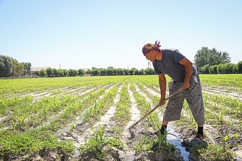 в узбекистане создадут академию для ускорения технологического прорыва в агросекторе