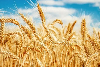 посевные площади пшеницы сократят в казахстане в этом году