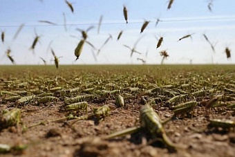 Казахстан попросил Россию ужесточить на границе контроль за саранчой 