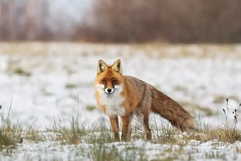 дожди уходят из региона, уступая место теплу: погода в казахстане в среду, 18 апреля 2024 