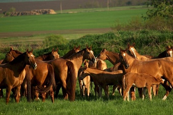 в алматинской области казахстана угнали табун лошадей на 22 миллиона