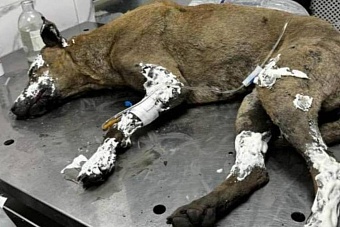 дождалась спасения: под завалами на тэц бишкека нашли выжившую после взрыва собаку (видео)