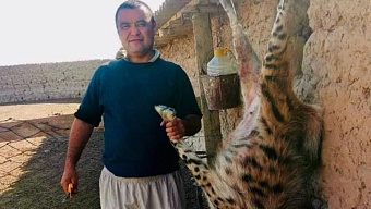 в сурхандарьинской области узбекистана нашли убийцу редкой гиены