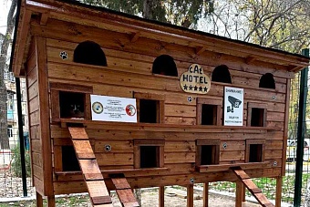 кошкин дом по-узбекски: в ташкенте открылся отель для уличных котов