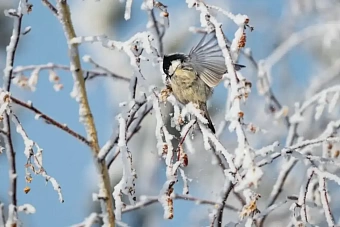 гололед, морозы и снег в казахстане: погода может не порадовать в среду, 24 января 2024 года