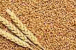 названы основные экспортные продукты казахстана