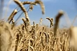 казахстан нашёл в китае рынок сбыта для своей пшеницы