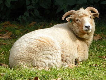 курбан айт-2026: казахстанцам назвали стоимость баранов в преддверии праздника