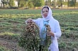 В Узбекистане создали новый сорт арахиса на уровне лучших американских аналогов