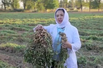 В Узбекистане создали новый сорт арахиса на уровне лучших американских аналогов