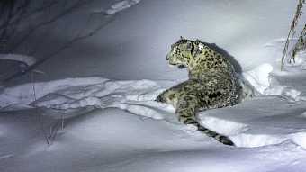 снежного барса выпустили на свободу после изучения в казахстане